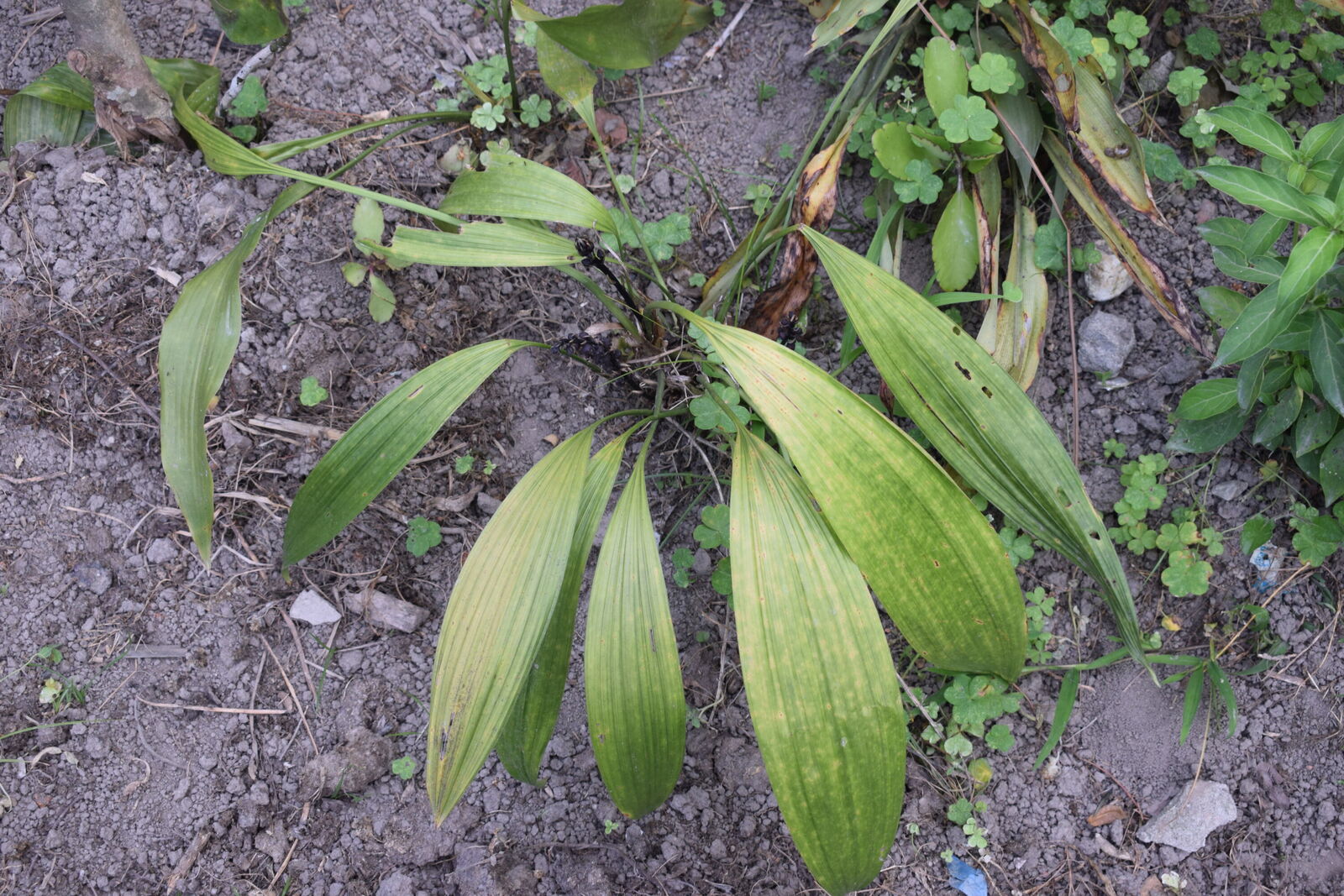 Peliosanthes macrophylla